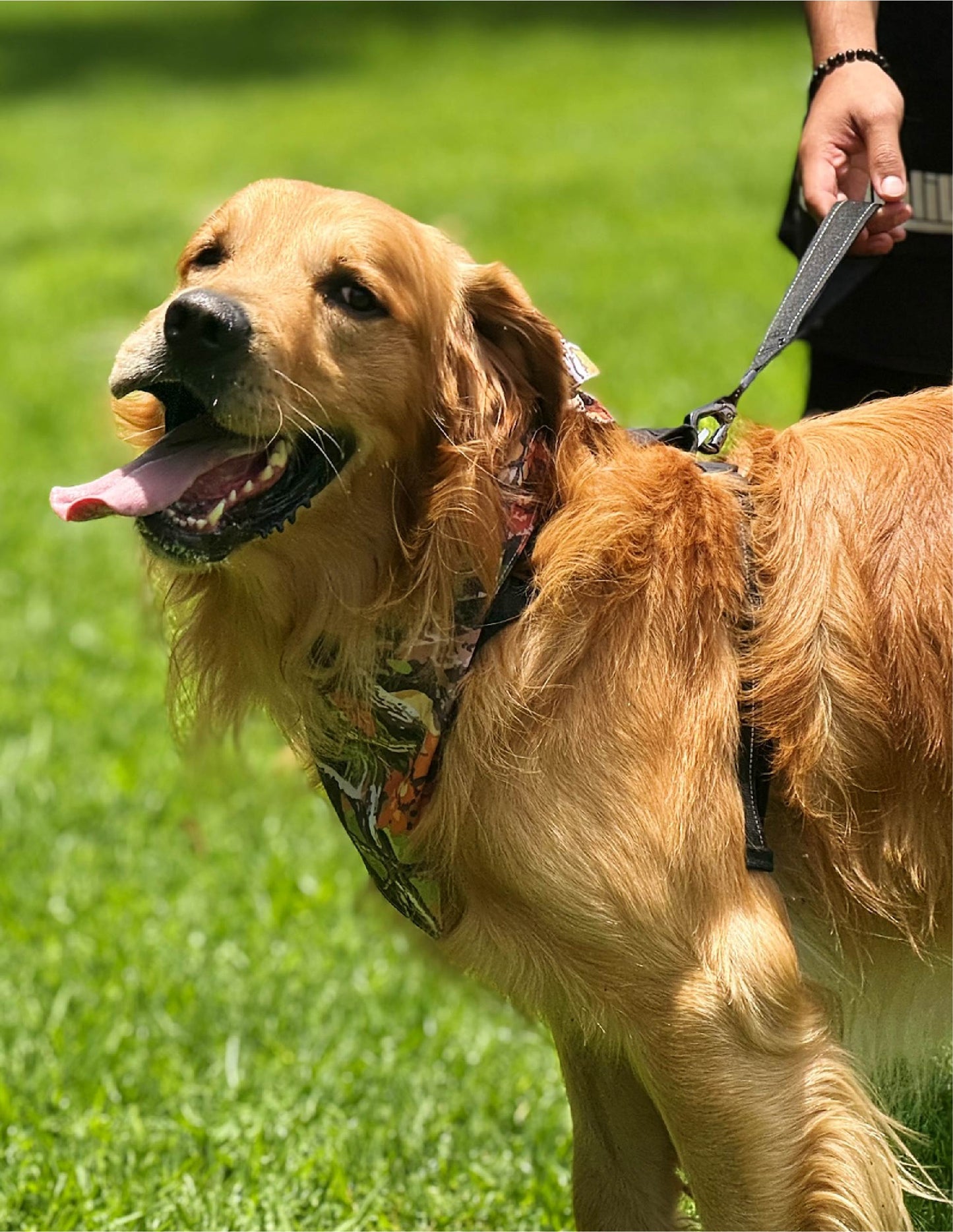Correa de Entrenamiento