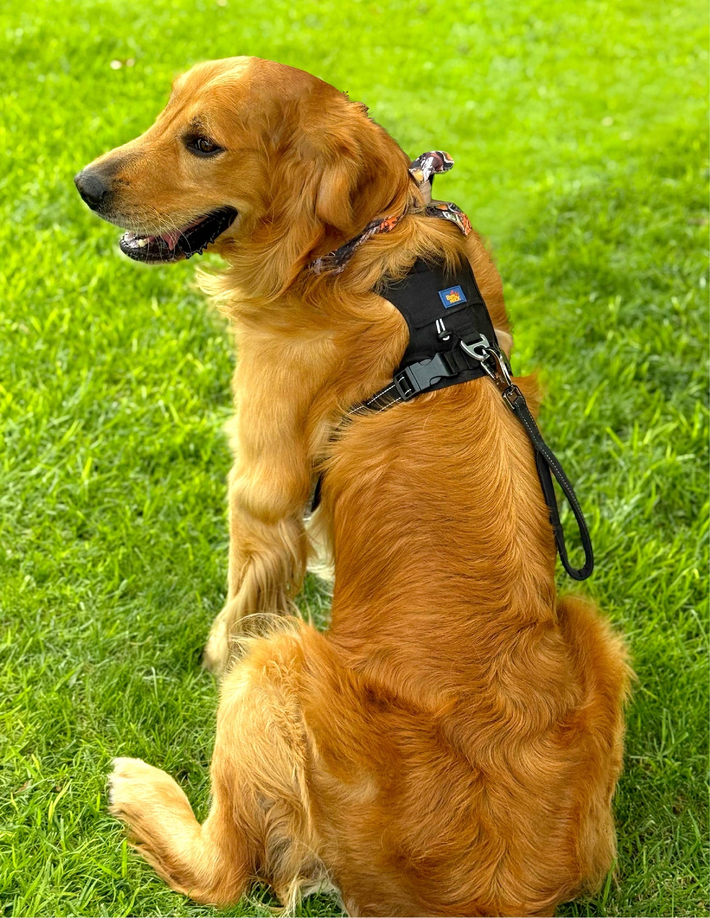 Correa de Entrenamiento